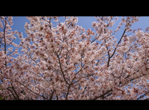 桜が満開の時の一コマです
