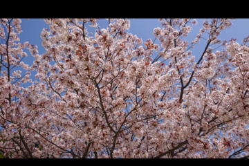 桜が満開の時の一コマです